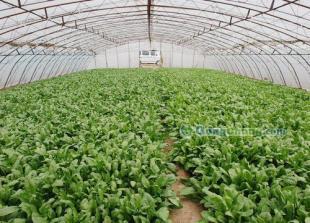 厂家直供绿色无公害蔬菜 拥有健康身体的源泉