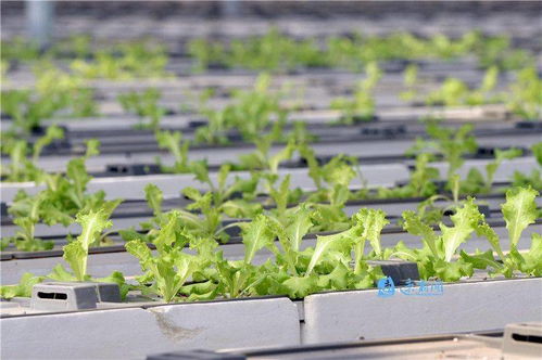 图说移动菜园 蔬菜产业促就业，乡村振兴新路径